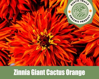 Zinnia Giant Cactus - Orange - Heirloom - non GMO Seeds