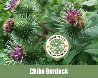 Organic Chiko Burdock, Arctium lappa - Non - GMO Seeds - American Grown