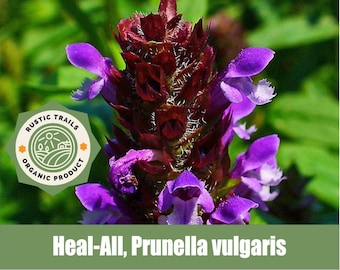 Heal-All or Self Heal, Prunella vulgaris - Organic - Heirloom non GMO Seeds