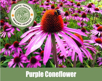 Purple Coneflower, Echinacea purpurea - Organic - Heirloom - non GMO Seeds