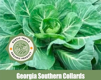Georgia Southern Collard Seeds Organic Heirloom Seeds - non GMO -