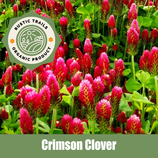 Crimson clover, Trifolium incarnatum Seeds - Organic - Heirloom non GMO - how to grow