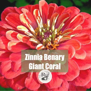 Zinnia Benary Giant Coral  Flower Seeds