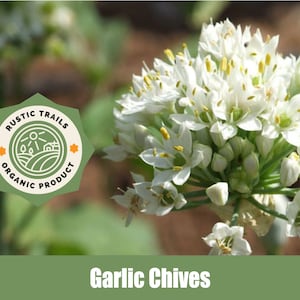 Garlic Chives, Allium tuberosum - Organic - Heirloom - non GMO Seeds - Rustic Trails