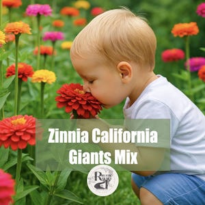 Mixed California Giant Zinnia Seeds Flower Seeds