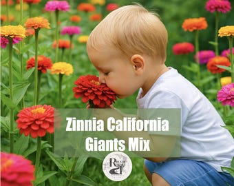 Mixed California Giant Zinnia Seeds Flower Seeds