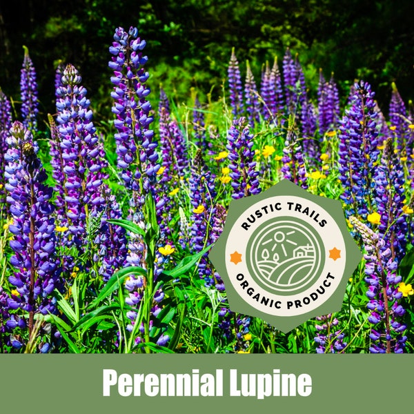 Perennial Lupine, (Lupinus perennis) - Heirloom - non GMO Seeds