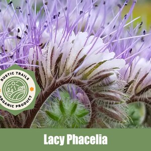 thumbnail image 2 of Blue Tansy / Purple Tansy / Lacy Phacelia / Fiddleneck- Phacelia Tanacetifolia | Rare Plant Seeds | Whimsy And Wonder 2 of 10