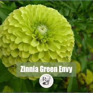Zinnia Green Envy, Key Lime Pie Flower Seeds Bild 1