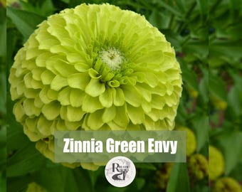 Zinnia Green Envy, Key Lime Pie Flower Seeds