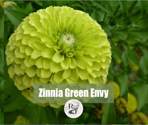 Zinnia Green Envy, Key Lime Pie Flower Seeds