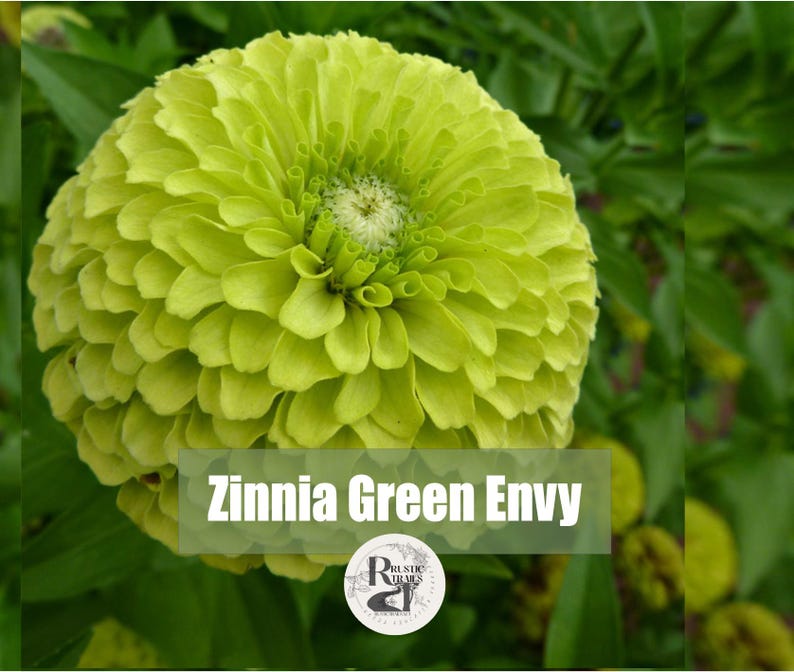 Zinnia Green Envy, Key Lime Pie Flower Seeds Bild 1