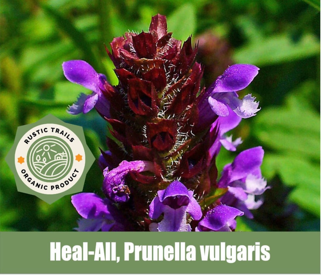 Heal-all or Self Heal, Prunella Vulgaris - Organic - Heirloom Non GMO ...