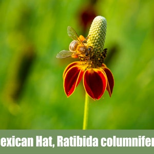 May include: A bee pollinates a Mexican Hat flower, also known as Ratibida columnifera. The flower has red petals with yellow tips and a green center.