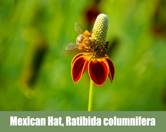Mexican Hat Coneflower, Prairie Coneflower, Ratibida columnifera - Heirloom - non GMO Seeds