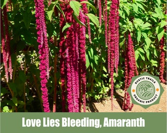 Love Lies Bleeding, Amaranth, Organic - Heirloom - non GMO Seeds