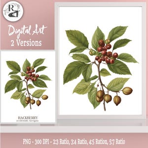 Puede incluir: Una impresión de arte digital que presenta una ilustración botánica de una rama de micocoulier con bayas rojas y hojas verdes. La impresión está disponible en dos versiones e incluye el texto "HACKBERRY occidentalis, laevigata".