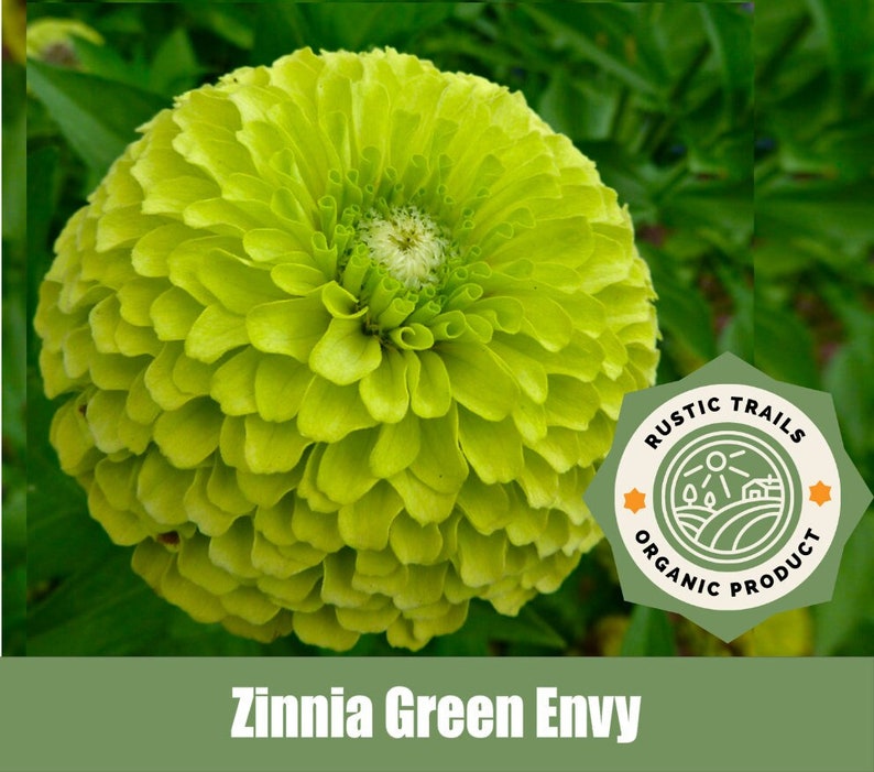 Zinnia Green Envy