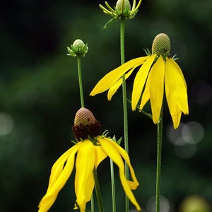 Great Coneflower, Rudbeckia maxima, Wild Crafted Organic Heirloom non GMO Seeds image 2