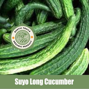 May include: A pile of fresh, green Suyo Long Cucumbers. The cucumbers have a long, slender shape with a slightly bumpy texture. A green and tan label reads "Rustic Trails Organic Product". The text "Suyo Long Cucumber" is displayed below the cucumbers.