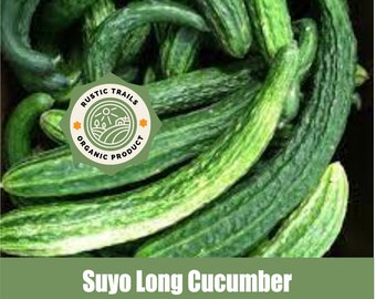 Concombre long Suyo biologique, Cucumis sativus, graines - Asteraceae - Aucun OGM - Héritage
