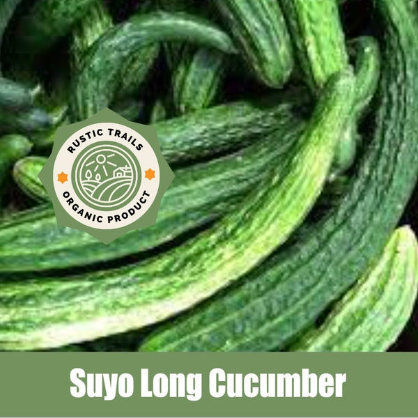 Organic Suyo Long Cucumber, Cucumis sativus,  Seeds - Asteraceae -None GMO - Heirloom