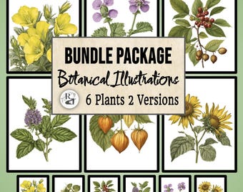 Vintage Style Wildflower Bundle 6 Plants, Print, Digital Vintage Botanical Art, Wildflower. Farmhouse, Illustration