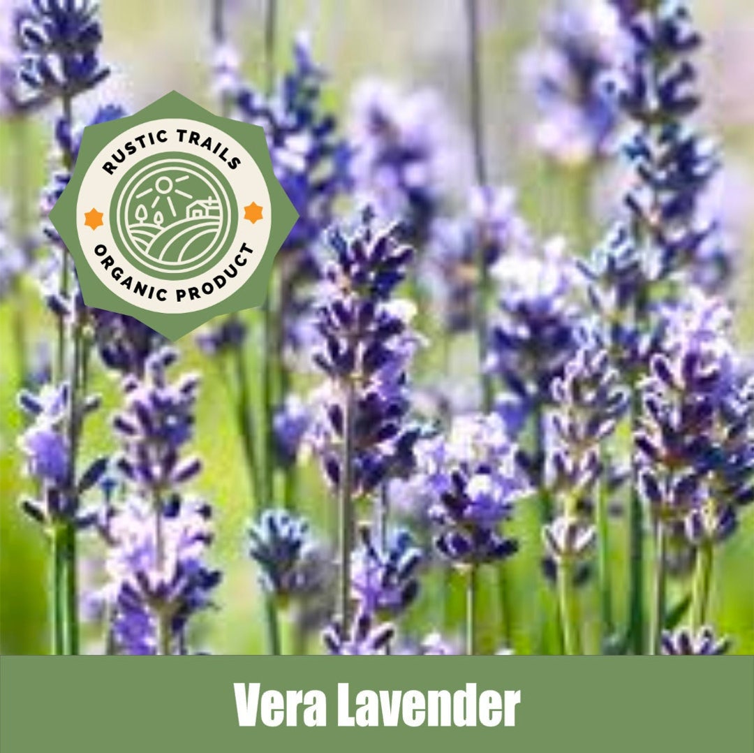 Organic Vera Lavender Non GMO Seeds American Grown Etsy