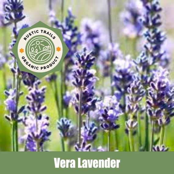 Organic Vera Lavender - Non - GMO Seeds - American Grown - Etsy