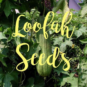 Heirloom Home Grown Organic Loofah Seeds Grown in Texas USA - Luffa Seeds Luffah Seeds