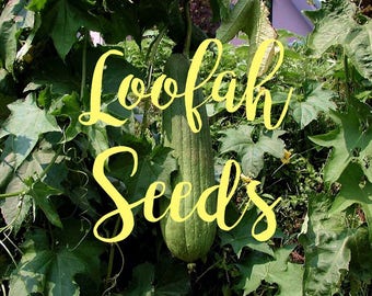 Heirloom Home Grown Organic Loofah Seeds Grown in Texas USA - Luffa Seeds Luffah Seeds