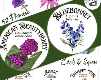 42 Cartões de Identificação de Flores Silvestres do Sul - Quadrados e Círculos, 3 tamanhos, Natureza, Escola em Casa, Ao Ar Livre, Educação, Montessori, Ciência