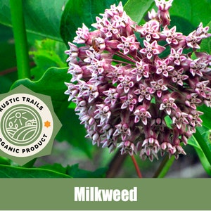 Milkweed, belonging to the genus Asclepias - Organic - Heirloom - non GMO Seeds