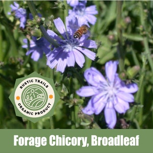 May include: A close-up of a blue chicory flower with a bee flying near it. The flower is surrounded by green leaves. A green and orange logo with the text "Rustic Trails Organic Product" is visible in the lower left corner. The text "Forage Chicory, Broadleaf" is visible at the bottom of the image.