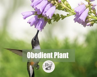 Obedient Plant, Physostegia virginiana, also known as False Dragonhead, Organic, Non GMO seeds, How to grow