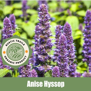 Anise Hyssop, Agastache foeniculum - Organic - Heirloom non GMO Seeds