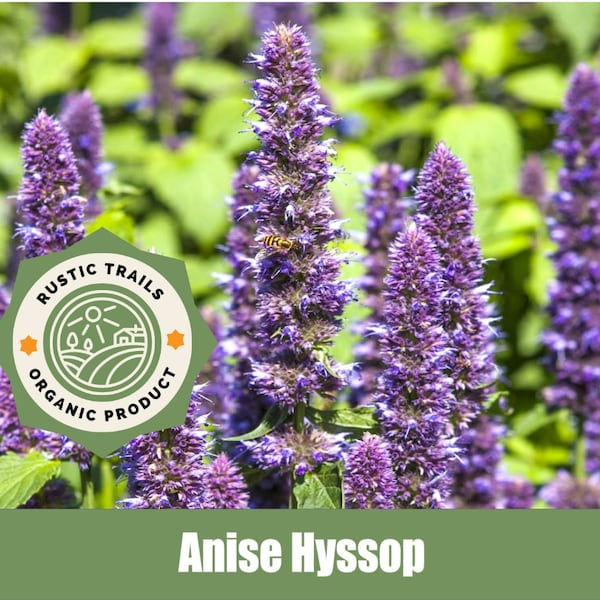 Anise Hyssop, Agastache foeniculum - Organic - Heirloom non GMO Seeds
