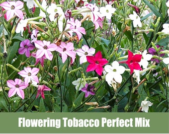 Flowering Tobacco “Perfect Mix” or Nicotiana alata  - Heirloom non GMO Seeds -fern-like foliage, similar to purple tansy