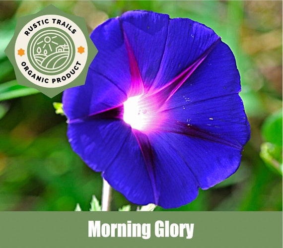 Morning Glory, Ipomoea purpurea - Heirloom non GMO Seeds