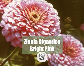 Zinnia Gigantica Bright Pink Flower Seeds