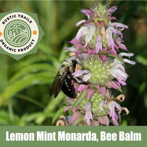 Lemon Mint Monarda, Bee Balm - Heirloom - non GMO Seeds