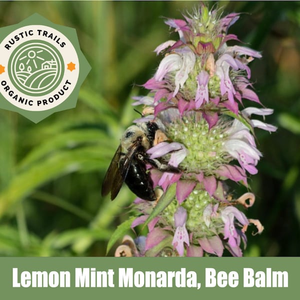 Lemon Mint Monarda, Bee Balm - Heirloom - non GMO Seeds