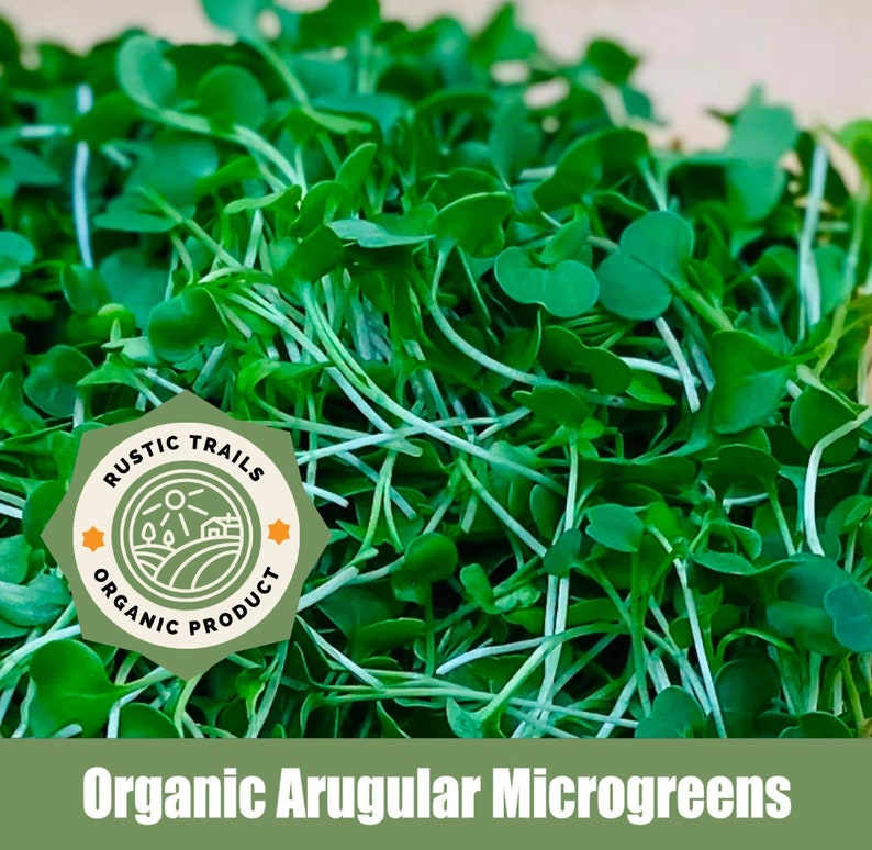 Arugula Seeds to plant or to grow Microgreens or Sprouts Organic None GMO Heirloom image 2