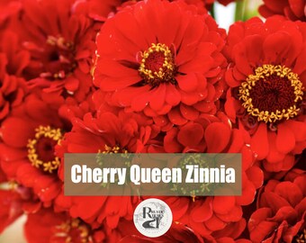 Cherry Queen Zinnia Elegan Wildflower Flower Seeds