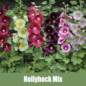 May include: A mix of hollyhock flowers in shades of red, white, pink, and purple. The flowers are growing in a garden setting against a stone wall.