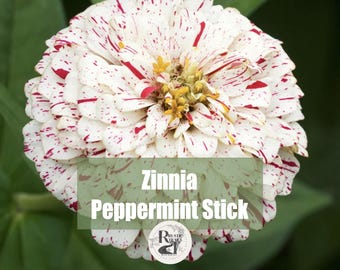 Graines de fleurs en bâton de menthe poivrée Zinnia