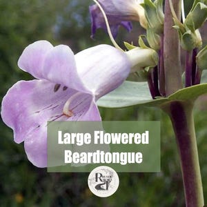 Large Flowered Beardtongue, Penstemon grandiflorus, also known as Shellleaf Penstemon or Showy Beardtongue, Organic, Non GMO seeds