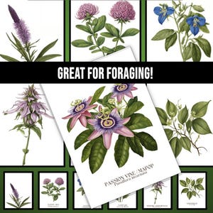 85 cartes de tâches d'identification de plantes botaniques et de fleurs sauvages, recherche de nourriture, éducation en plein air, 2,5 x 3,5 pouces, Montessori, école à domicile, nature