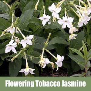 Flowering Tobacco “Jasmine” or Nicotiana alata  - Heirloom non GMO Seeds -fern-like foliage, similar to purple tansy