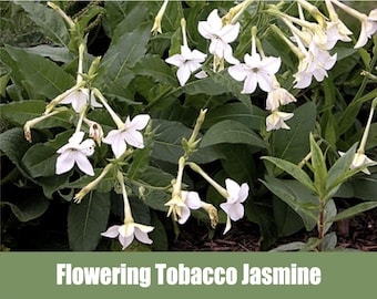 Flowering Tobacco “Jasmine” or Nicotiana alata  - Heirloom non GMO Seeds -fern-like foliage, similar to purple tansy